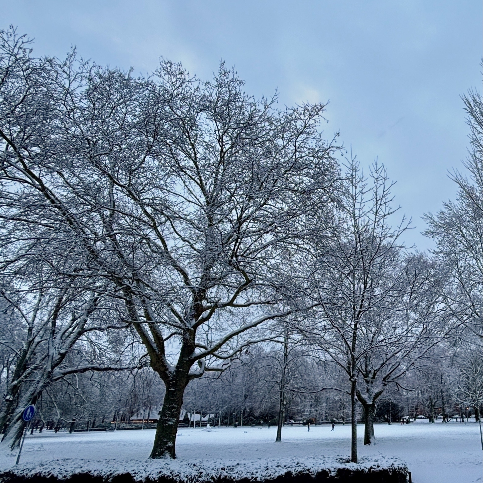 Sneeuw bedekt bomen met takken in een park mensen wandelen op een besneeuwde grond onder een bewolkte lucht met een rustig winterlandschap in de achtergrond